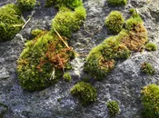 fioriere per il giardino del Serraia