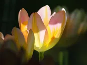 fioriere-porfido-12