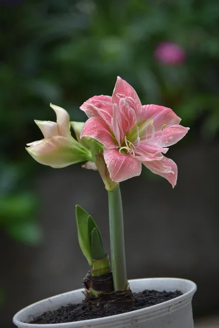 fioriere per il giardino del Serraia