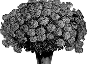 fioriera Costalta