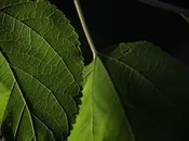 fioriere di porfido per giardino