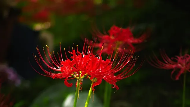 fioriere di porfido per giardino