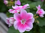 fioriere per il giardino del Serraia